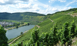 Mosel-Urlaub in Ferienwohnungen beim Winzer